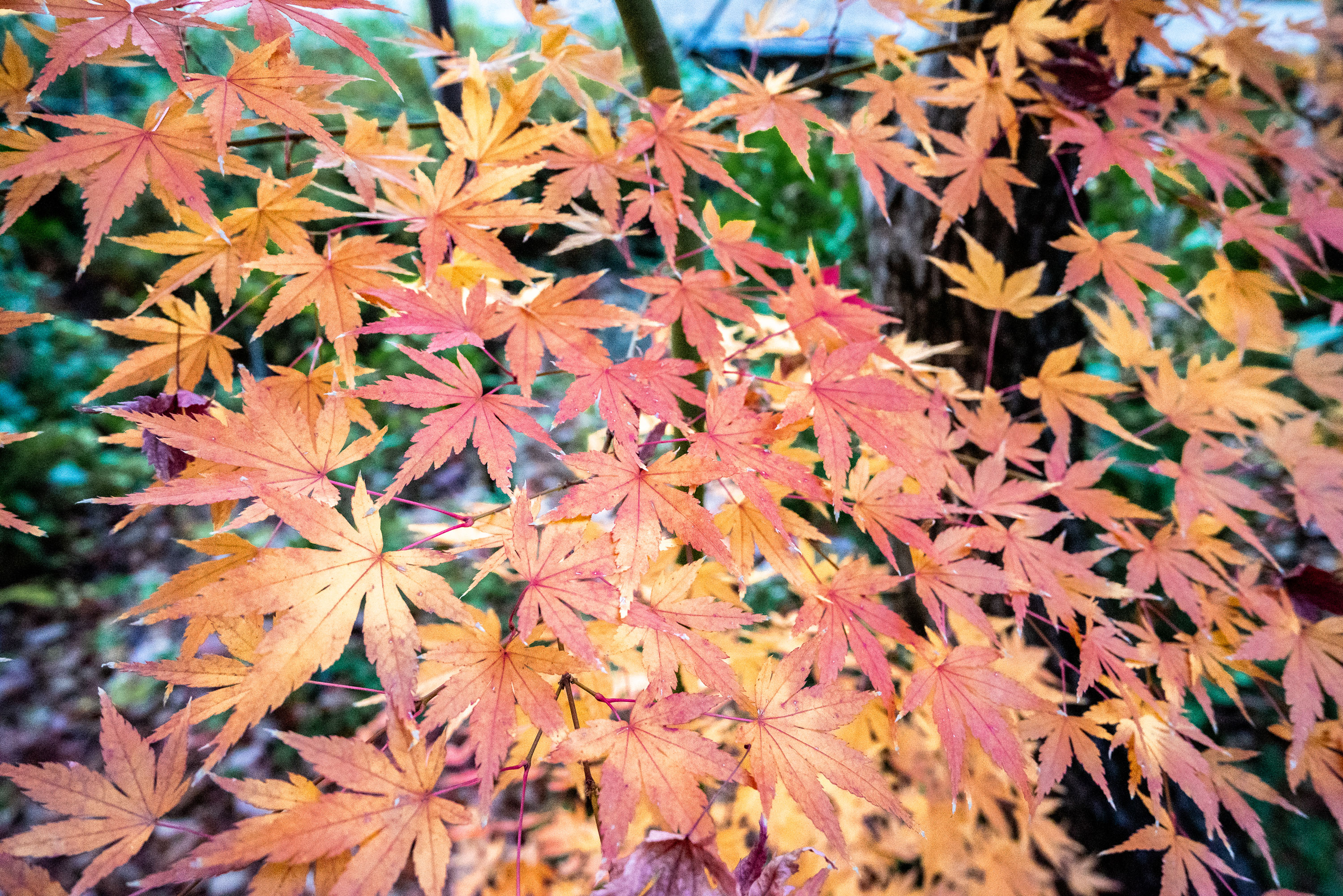 Close up of the orange, red and yellow Japanese Maple Tree leaves during the fall